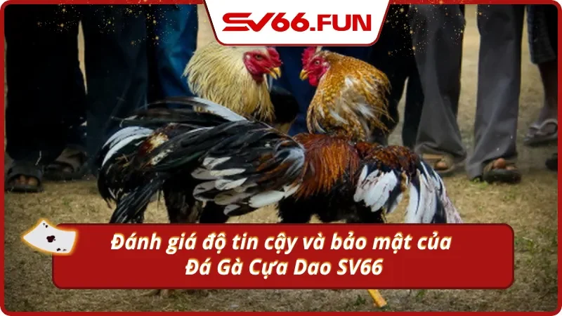 Lý do nên chọn xem chọi gà cựa dao tại Sv66