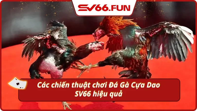 Bỏ túi một vài tips chơi đá gà cựa dao hiệu quả