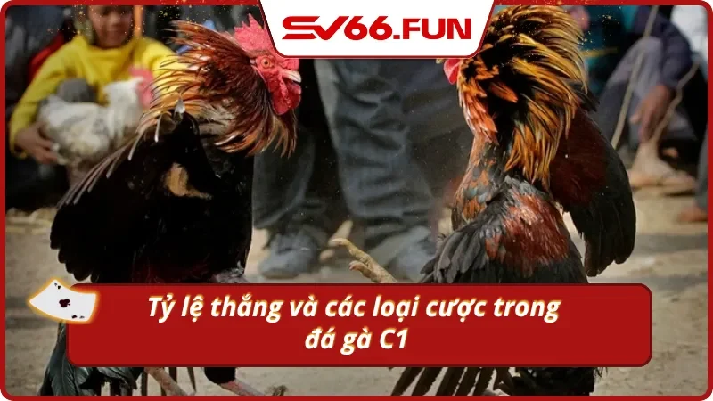 Tìm hiểu về tỷ lệ thắng và các loại cược đa dạng