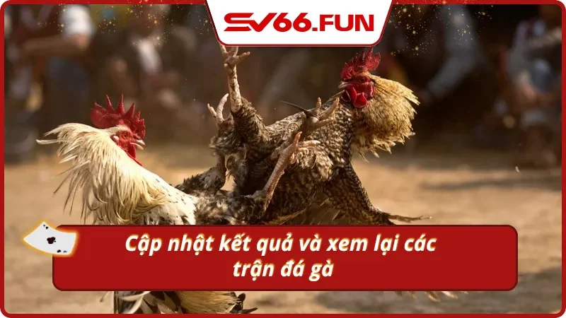 SV66 cập nhật kết quả đá gà C1 nhanh chóng