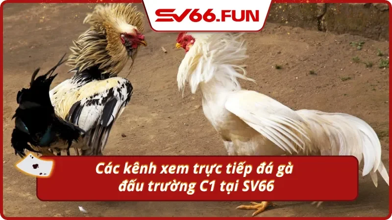 Những kênh xem trực tiếp đá gà C1 mới nhất từ SV66