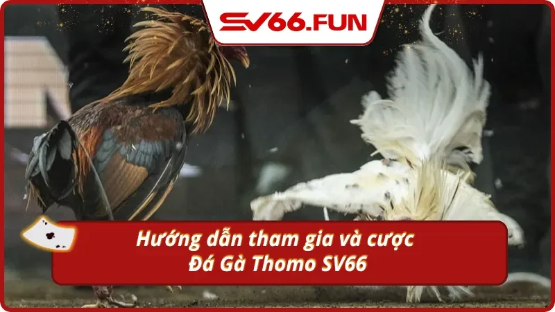Cách bắt đầu xem trực tiếp đá gà Thomo tại Sv66