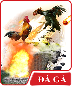 đá gà sv66